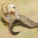 This is the flatworm preying on a snail.